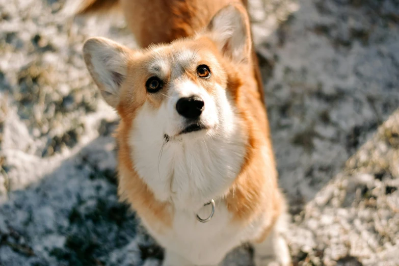 a dog is sitting and looking into the camera