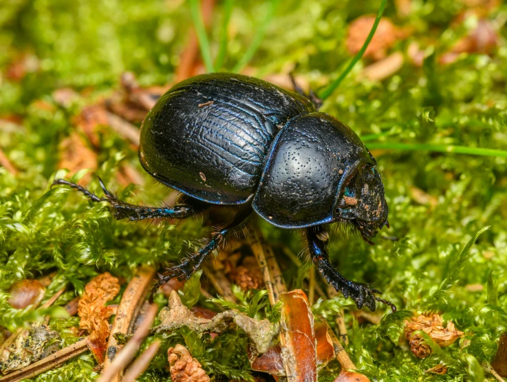 a black beetle on moss surrounded by leaves