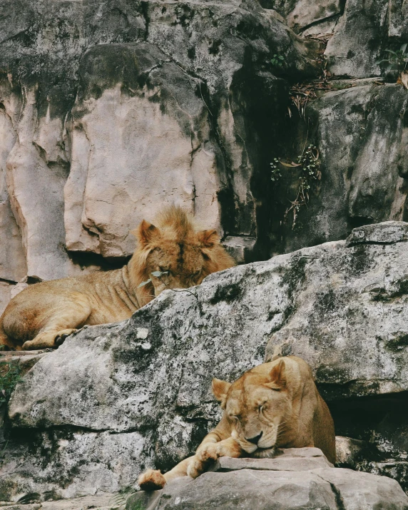 two lions in a rocky area with large boulders