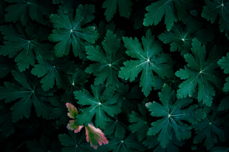 a plant with a few leaves growing out of it