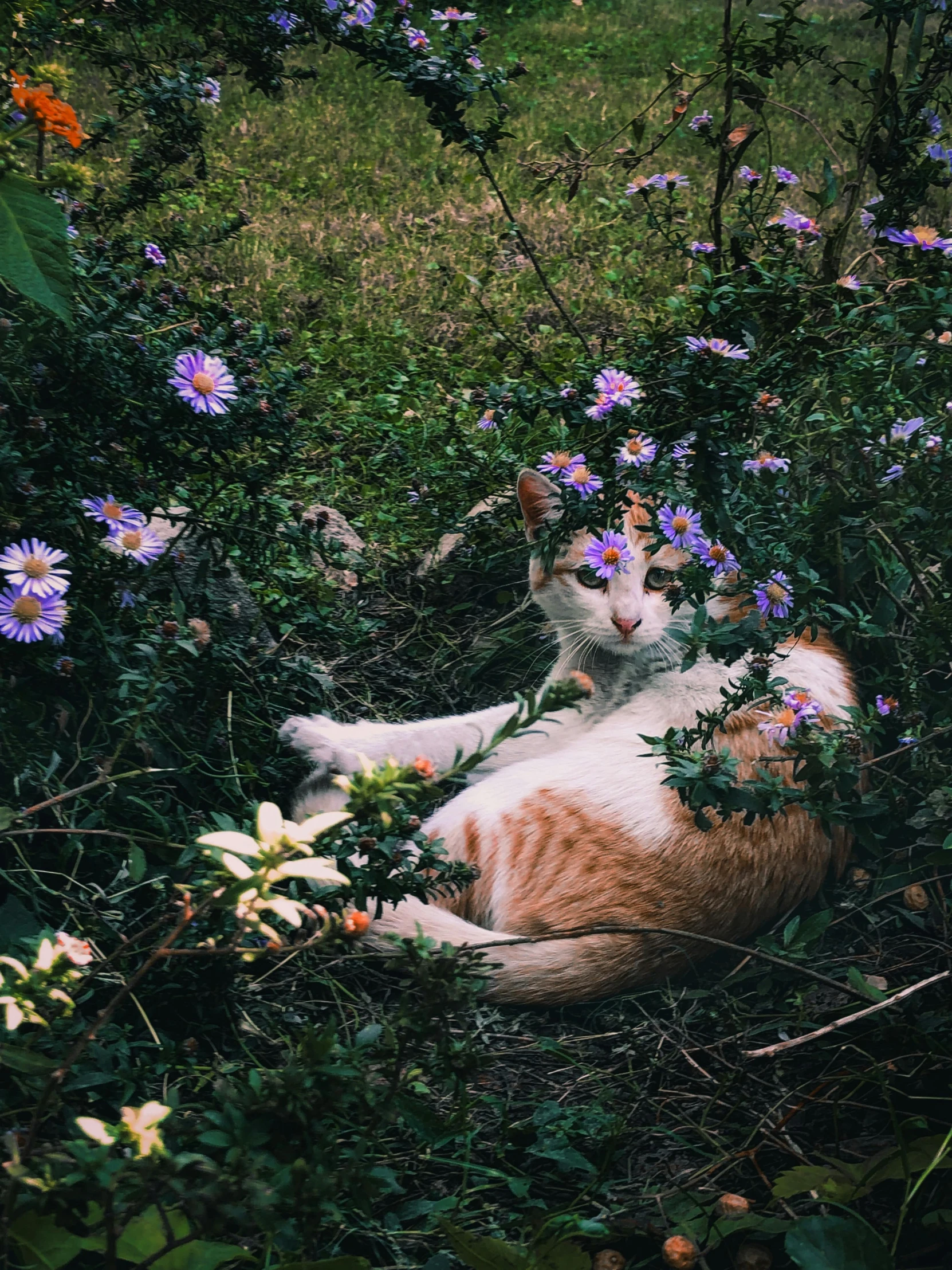 an orange and white cat laying in flowers on the ground