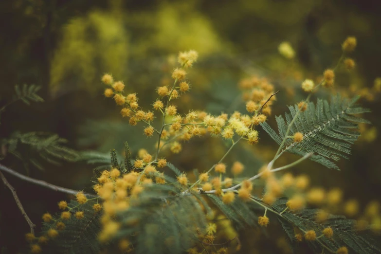 an image of a plant with tiny yellow flowers