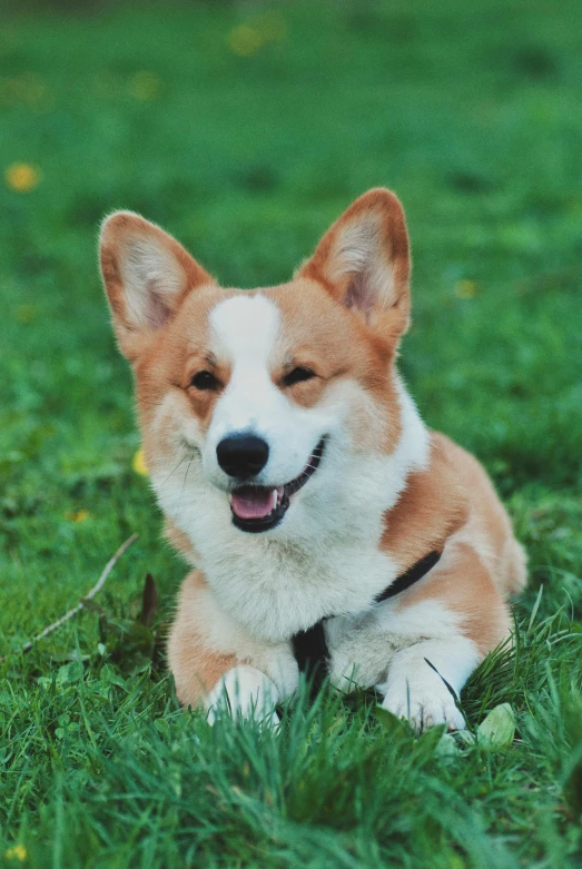 an image of a dog smiling outside in the grass