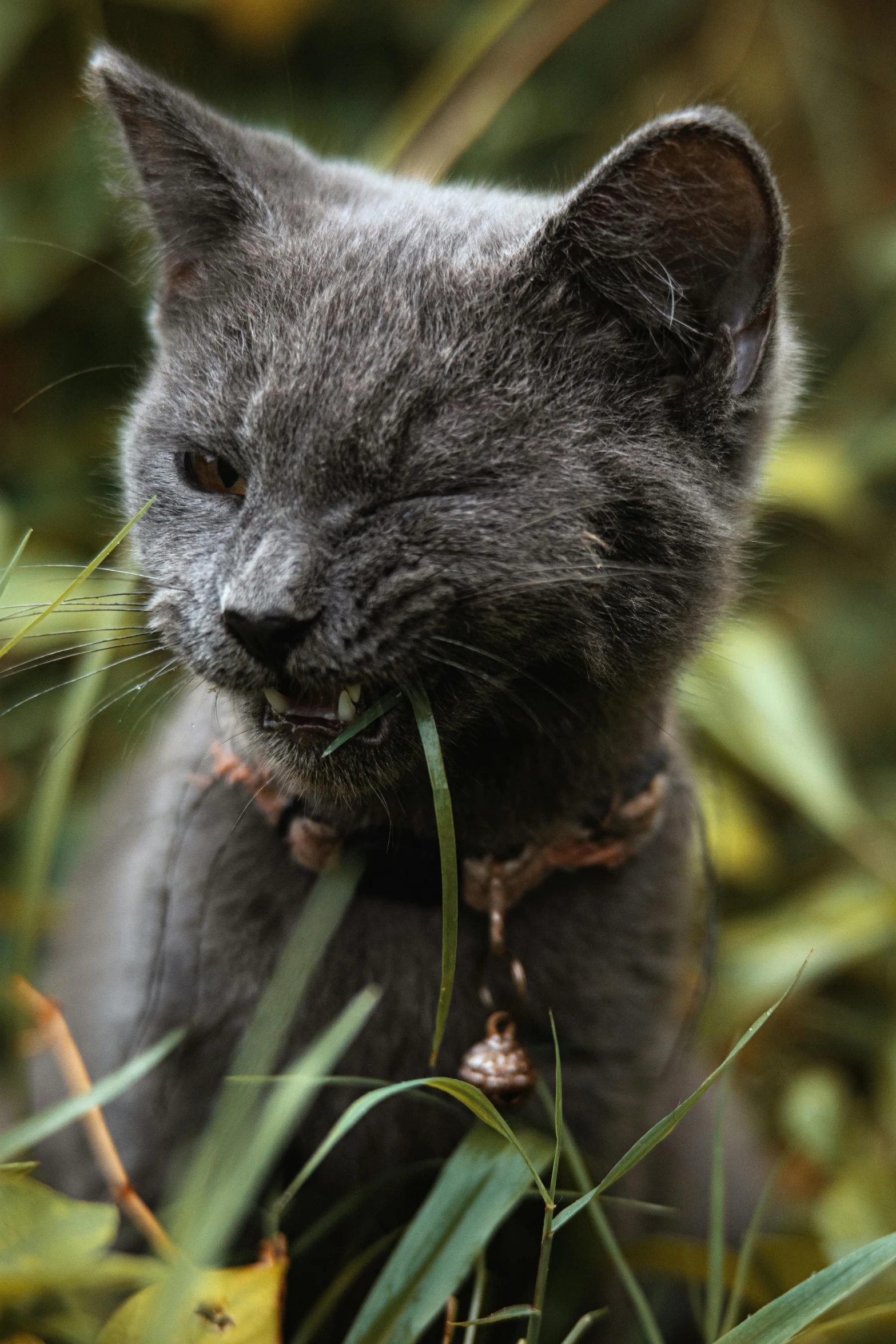 an adorable cat sitting in tall grass