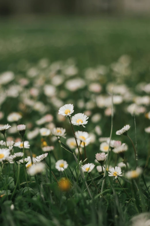 white flowers are growing in a large field