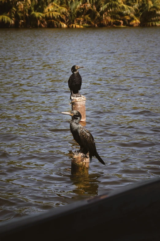 a group of birds sit on top of logs in water