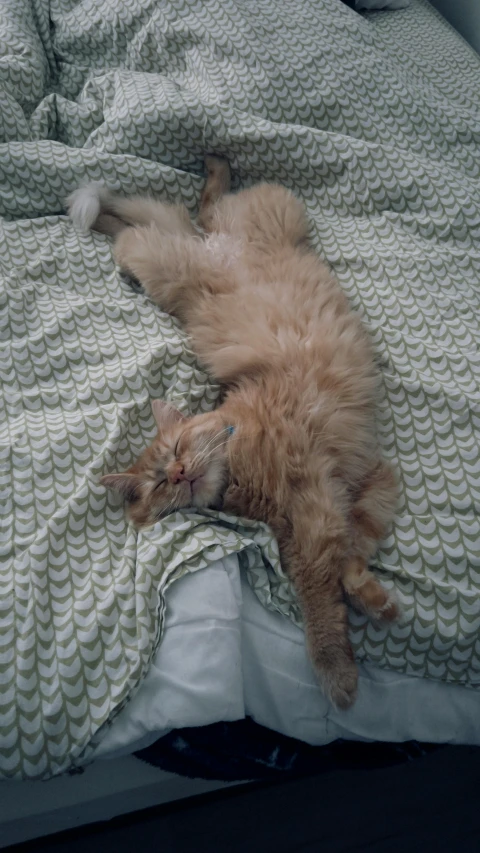 an orange cat sleeping on top of a bed with white sheets