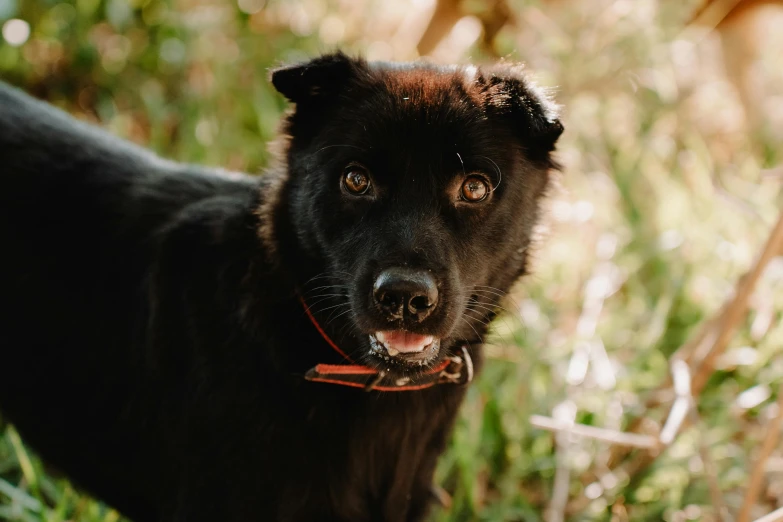 black dog with red collar looking ahead on grass