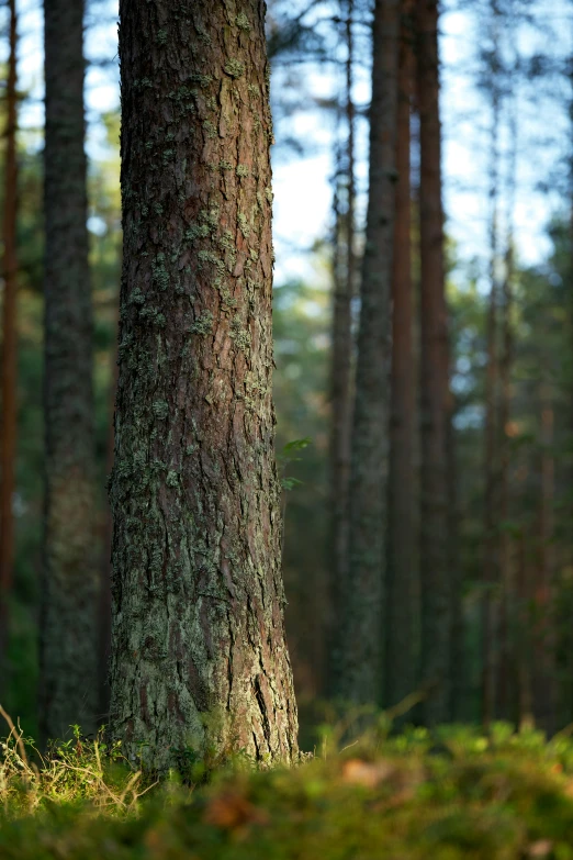 the trees are in the woods with moss