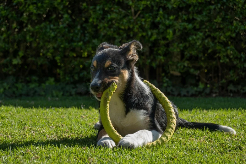 an adorable dog playing with a large toy