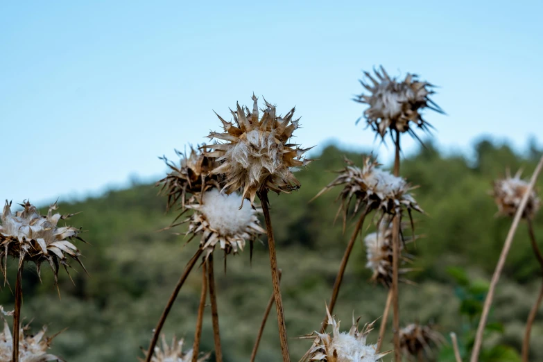 large white flowers with long, thin stems