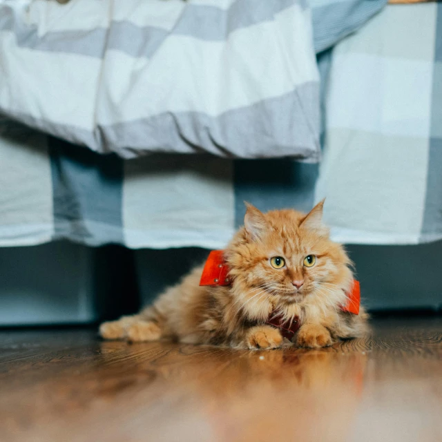 a cat with a red tie on lying in front of a bed