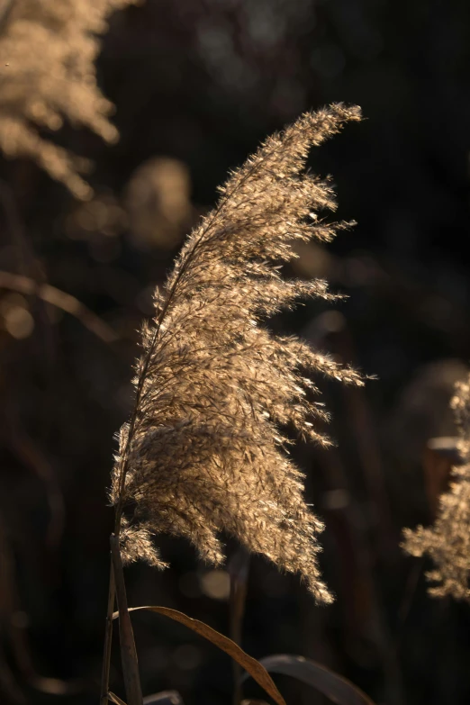 a dried plant with blurry leaves in the foreground