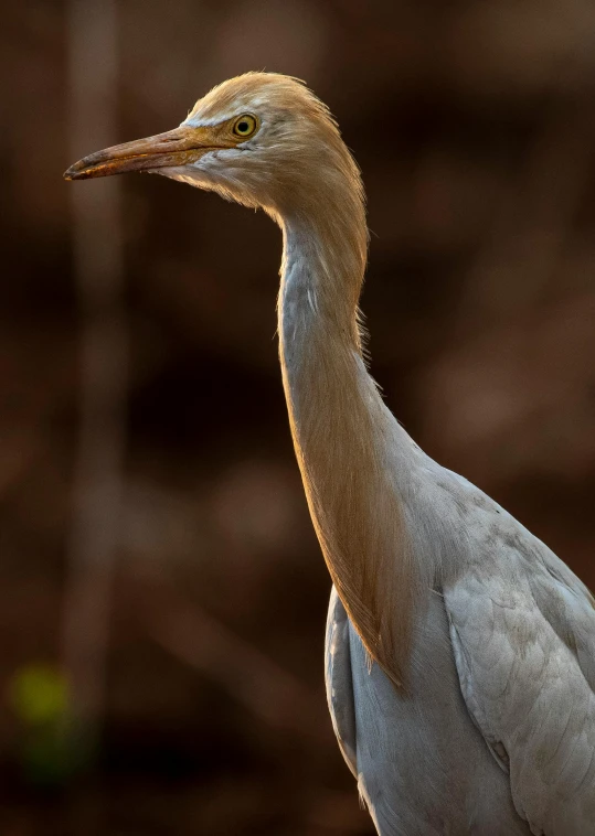 a white bird with a long neck is standing