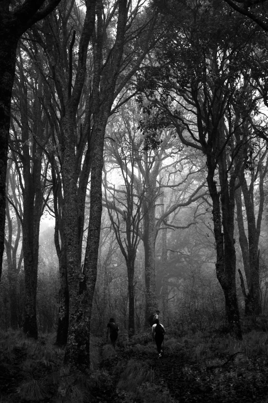 a forest that has some people walking through it