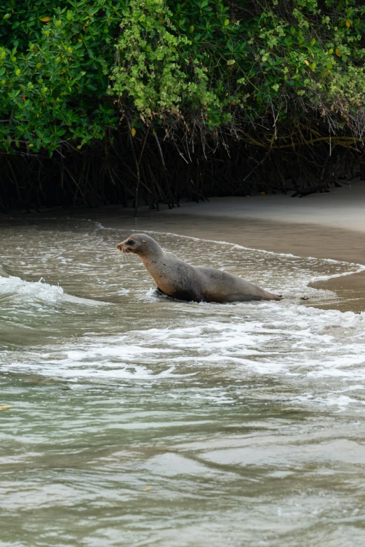 an animal walks along the water as it sits in shallow waves