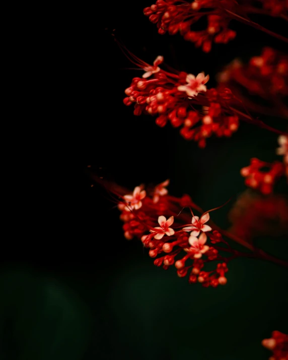 a closeup of a flower head on a plant