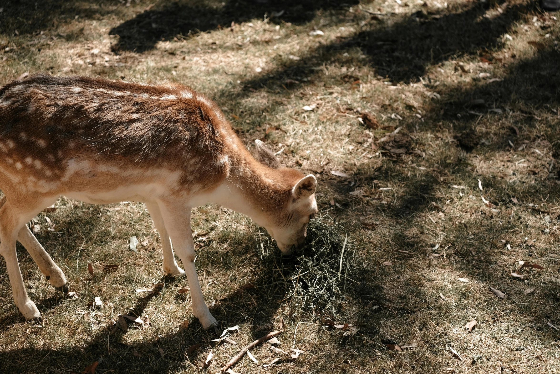 a small deer is standing on grass in a field