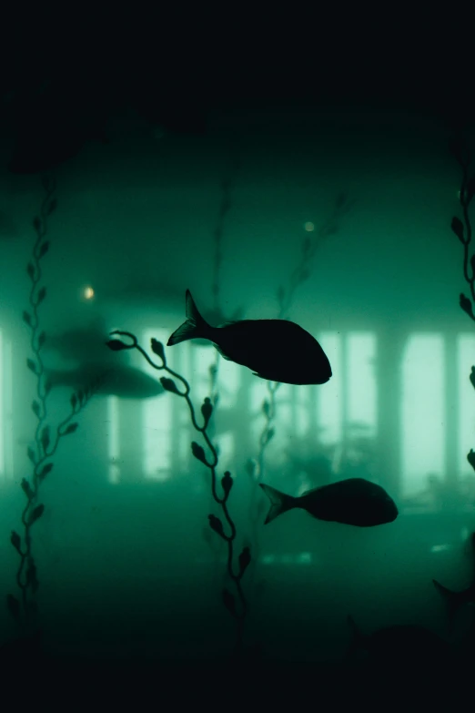 silhouettes of fish on wall of room with windows