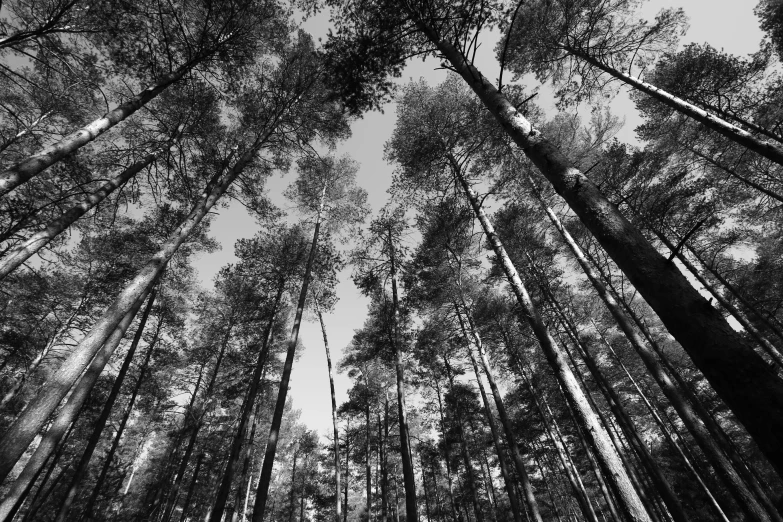 a black and white picture of tall trees