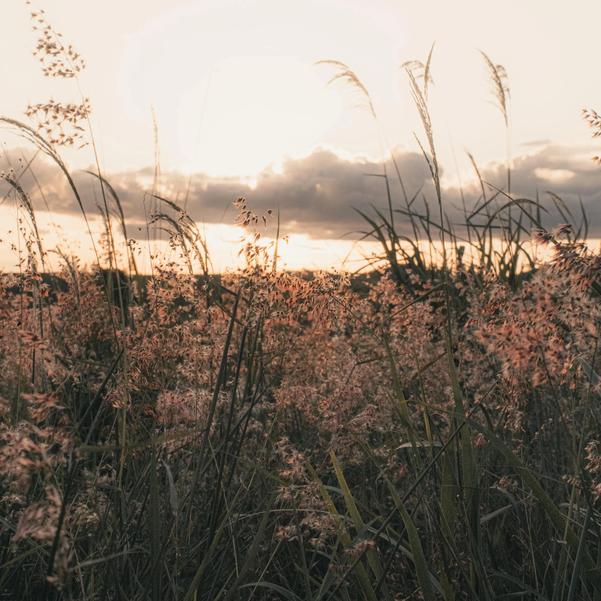 a grass field with tall pink flowers in the distance