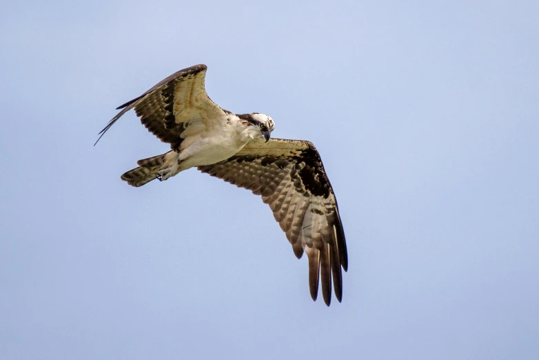 a large bird flying through the blue sky