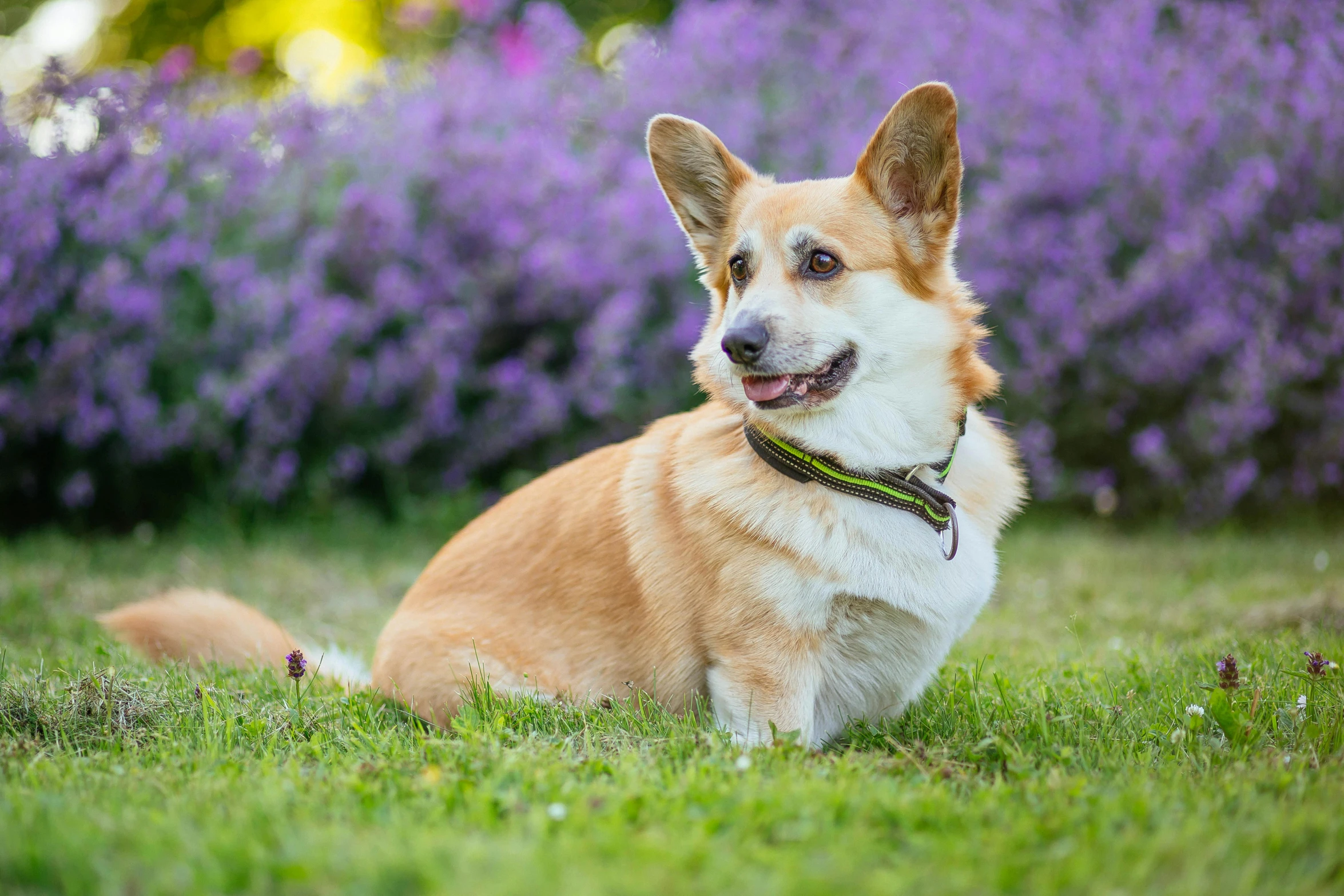 a dog that is sitting in the grass