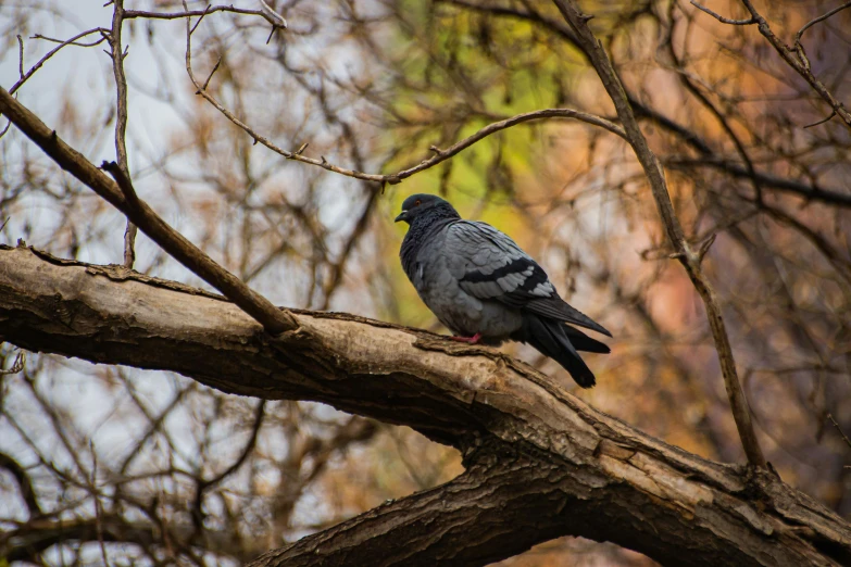 a gray bird sits on a nch in the woods