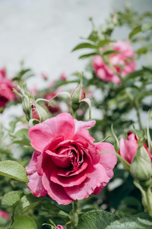 several flowers growing in a garden near a building