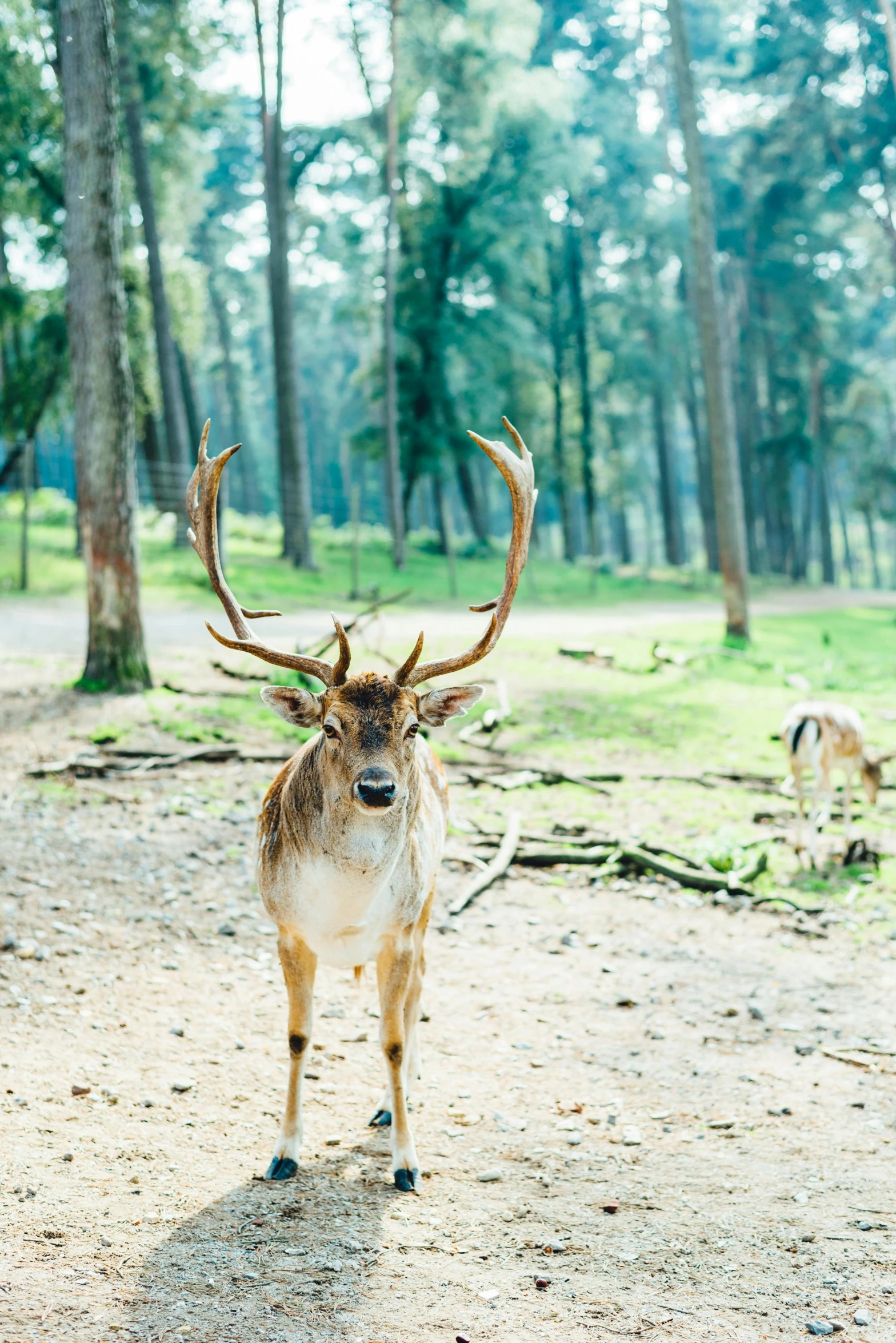 an image of a deer that is standing in the woods