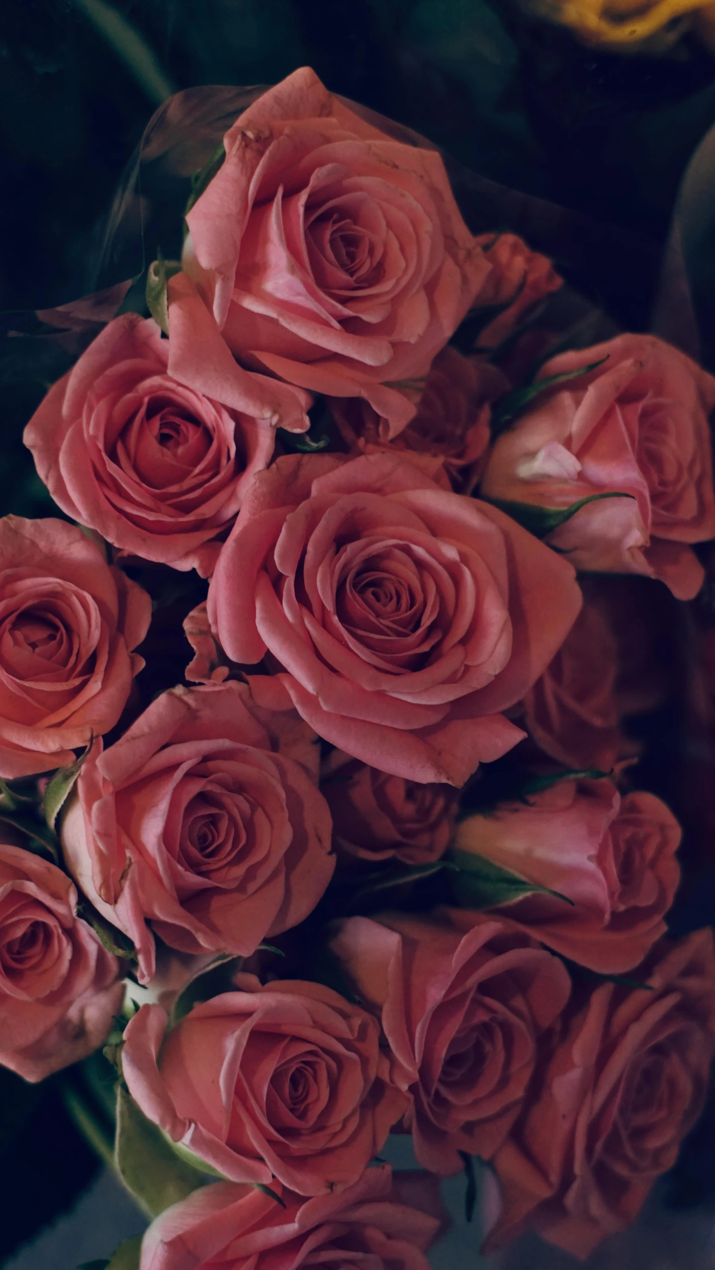 a group of red roses sitting in a vase