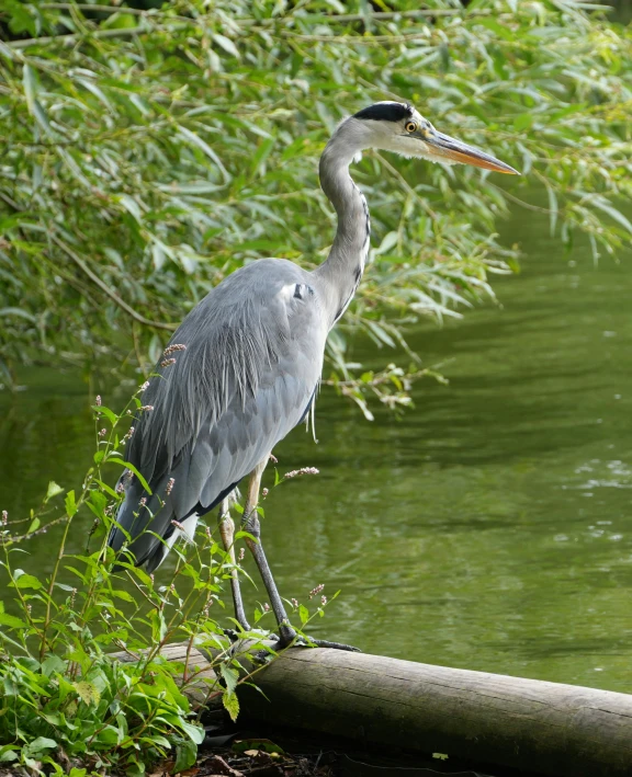a crane perched on a tree log in front of some water