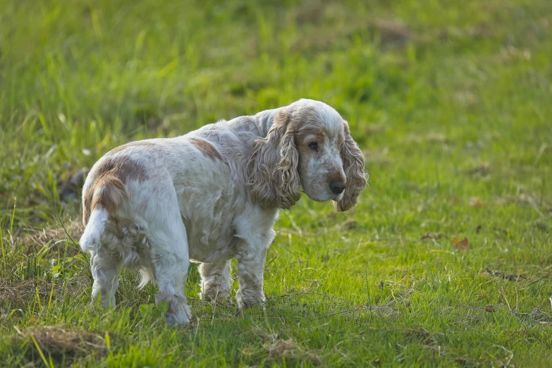 the dog is looking for food on the field