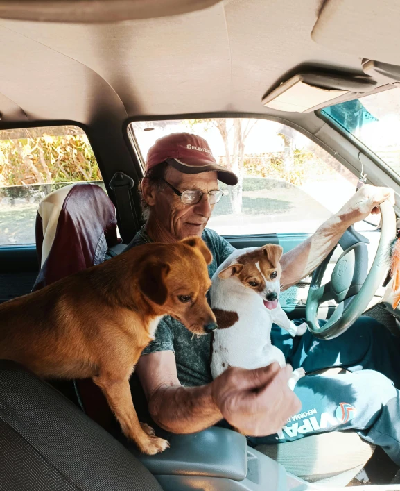 woman driving a car with two dogs in her lap