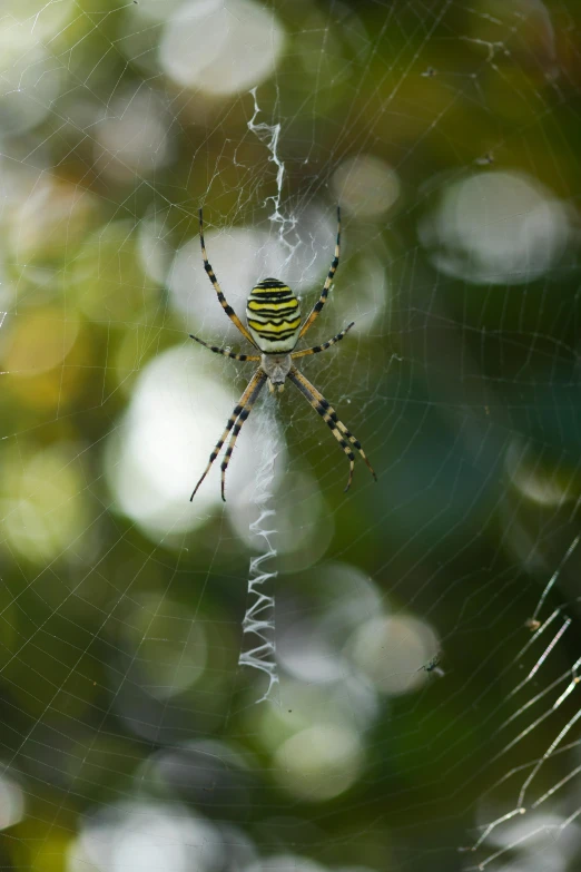 a yellow and black spider sitting on its web