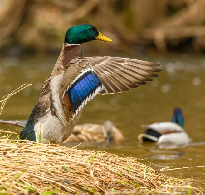 a duck landing on top of some straw near a body of water