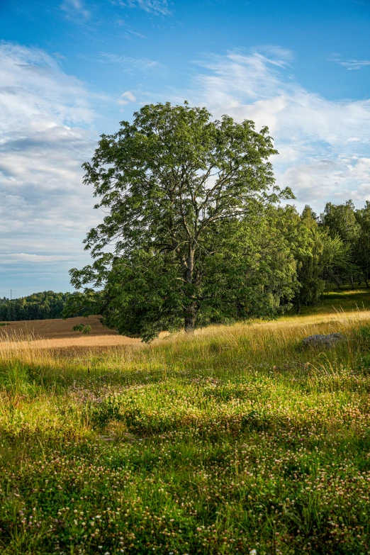 a lone tree is shown in a grassy field