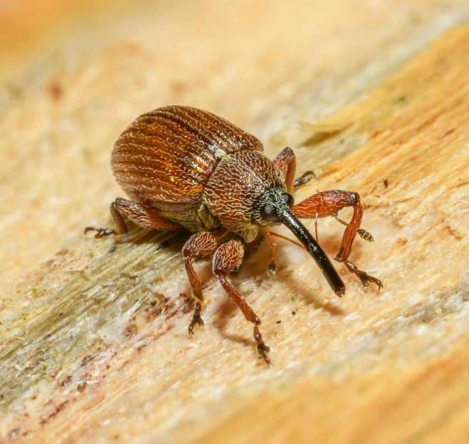 a close up of a insect on a piece of wood