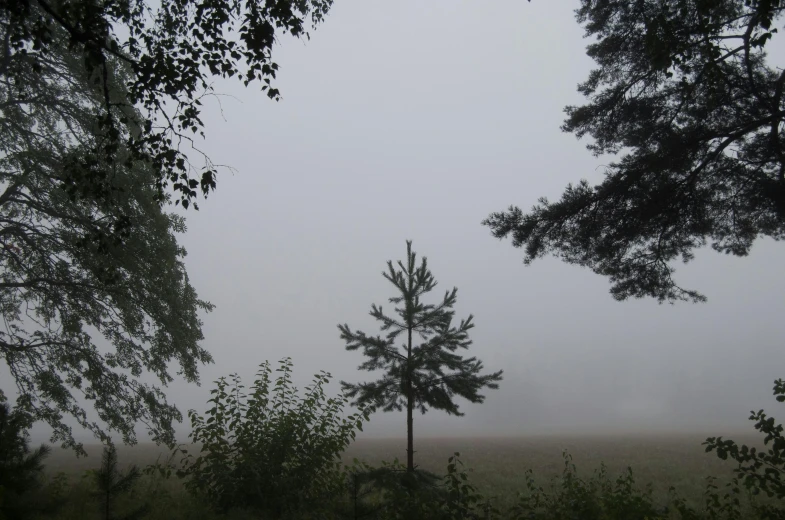 foggy forest scene with trees and grass in foreground