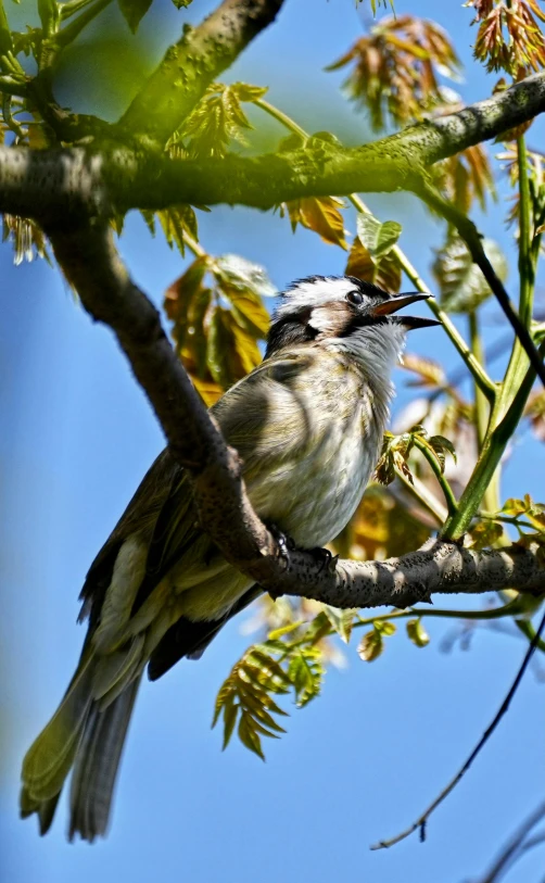 a bird is perched on top of a tree nch