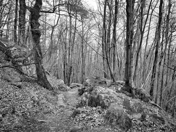 black and white pograph of a dark, forest scene