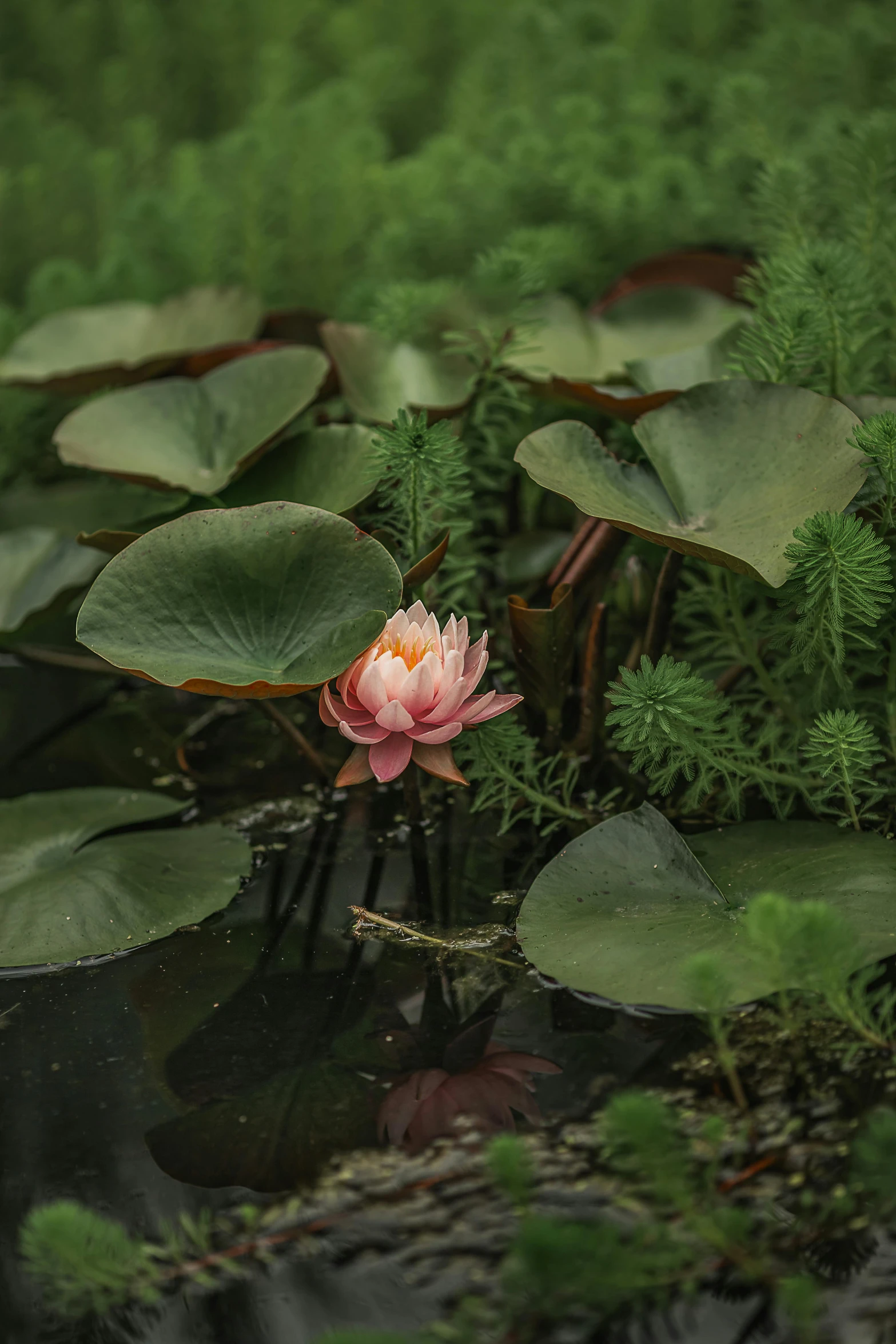 water lily in front of green plants on the ground