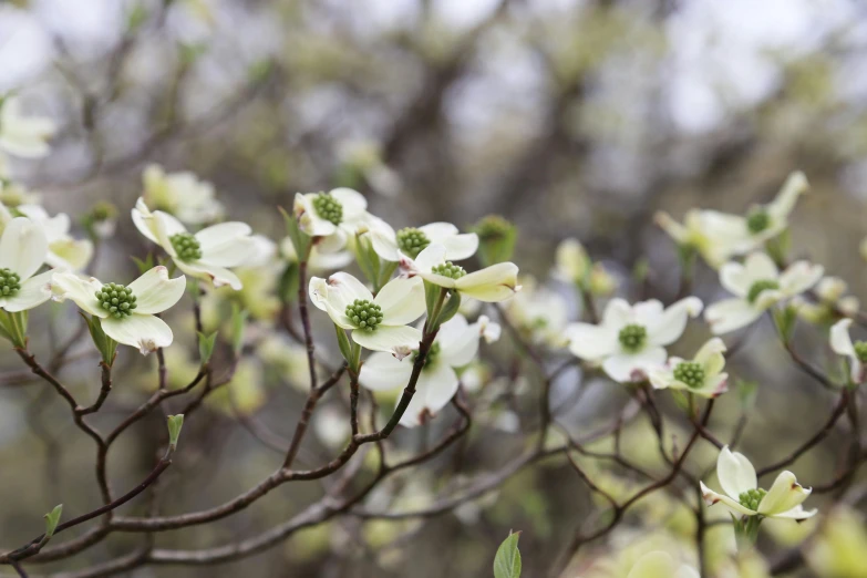 small white flowers are growing on the nches