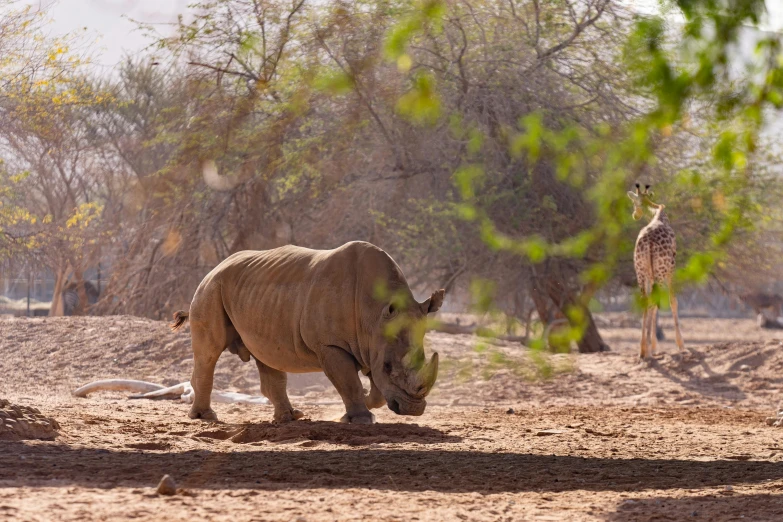 a big rhinoceros standing behind a smaller animal