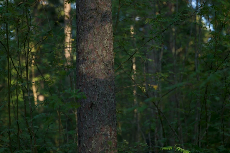 a brown bear is standing near a tall tree