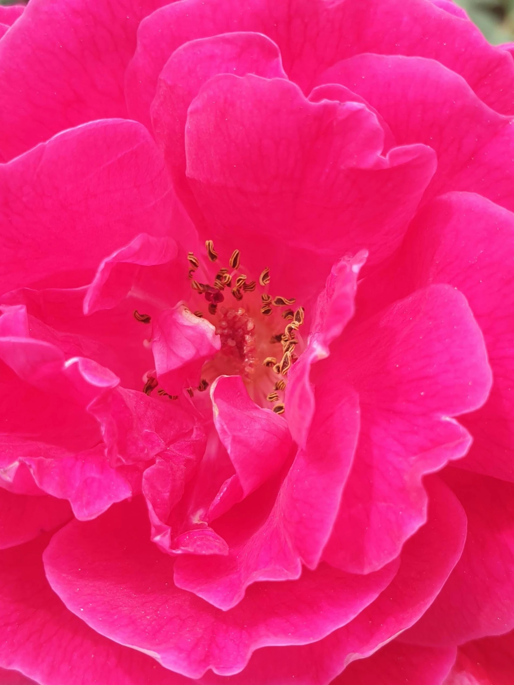 a close up of a very bright pink rose