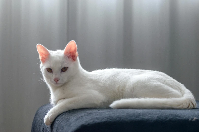 a white cat laying on top of a bed