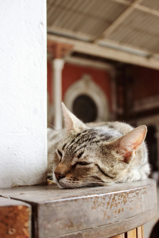 the cat is sleeping while on the ledge