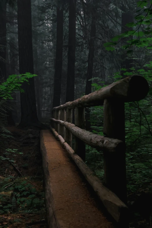 the path is surrounded by tall trees and green foliage