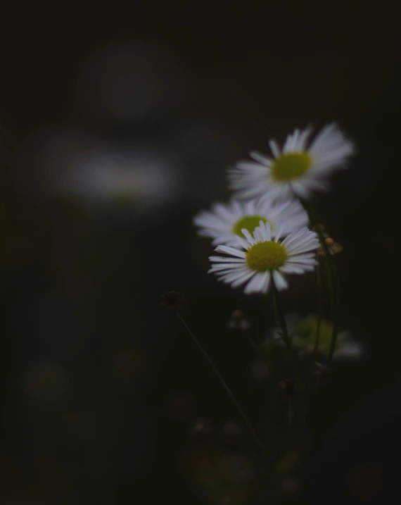 some daisies that are growing in the grass